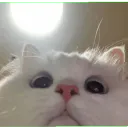 catscz