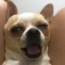 carlos243513