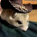 ratsacking