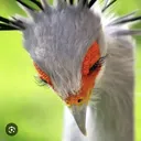 thebrisklad