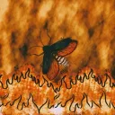 firefly3729
