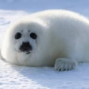 avatar Seal