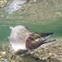 kyttyralohi