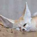 gigglesnix