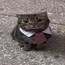 mfwheats