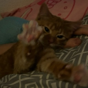 avatar ʟᴇᴛᴛɪ