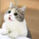 makojr.