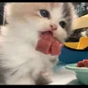 vnxfl