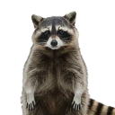 avatar Trash Panda