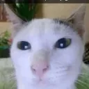 kikcuh
