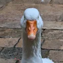 vvv9399