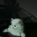 avatar cemeterycat 🤍