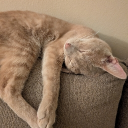 avatar cemeterycat 🖤