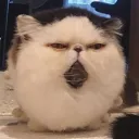 mcfrancy