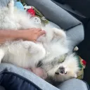 lorenzocardi