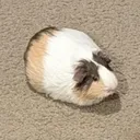 mingoogreaty