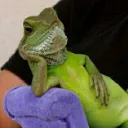 igorlarrr