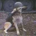 lynndawg