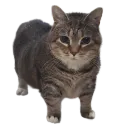 FriedTofu's Avatar