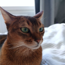 catwitdagat1's Avatar