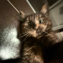 avatar 𝑐𝑒𝑙𝑖𝑛𝑒.