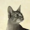 hsuh