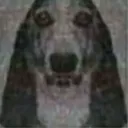 toddy_neandertallica