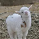 dangsup