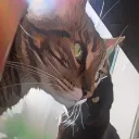 antplayzs