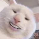 taz_z.