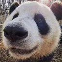 meshokpanda
