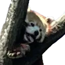 dariuskyr