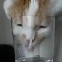 venumsn4ke