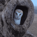 avatar Owl