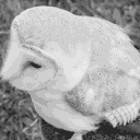 avatar Owl
