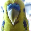 doombudgie