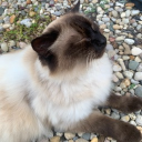 avatar ꧁༺𝓗𝓲𝓻𝓪𝓷༻꧂