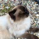 avatar ꧁༺𝓗𝓲𝓻𝓪𝓷༻꧂