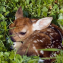 avatar ꧁༺𝓗𝓲𝓻𝓪𝓷༻꧂