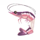 Image for atomic_junky