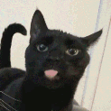spicyjarvis