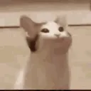 salminh0