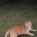 mjrlgbrodie