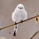 huihangweiya530's Avatar