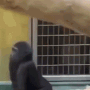 monkaydude