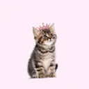 princesscutekitty036262