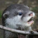 vicissitudinesvitae350662's Avatar