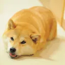amdoge7225