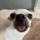 honeybe3