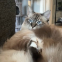 avatar ⋆𝐼𝓏𝓊𝓏